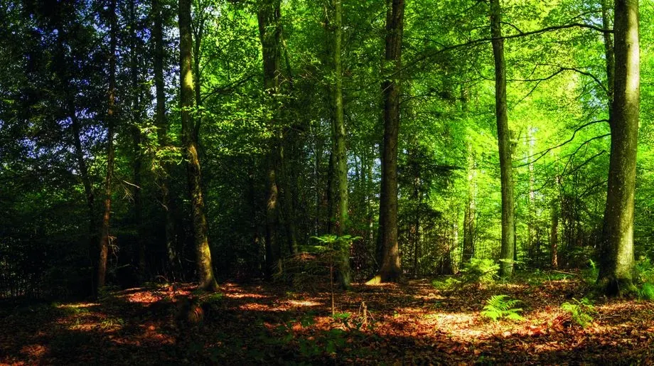 La gestion des forêts en Suisse