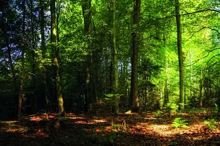 Forest management in Switzerland