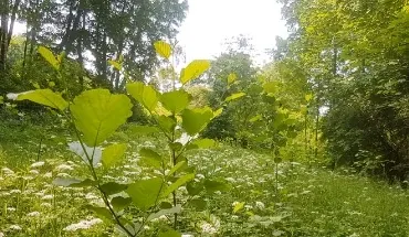 Nachhaltigkeit – Bäume pflanzen