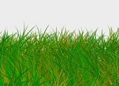 Thảm cỏ xanh